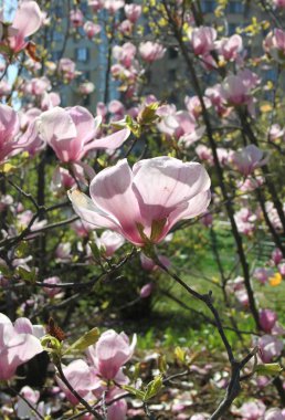 bahar sezonunda ağaçta açan Magnolia çiçek yakın  