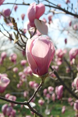 bahar sezonunda ağaçta açan Magnolia çiçek yakın  