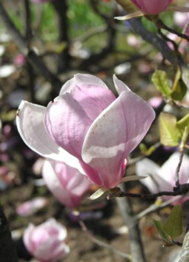 bahar sezonunda ağaçta açan Magnolia çiçek yakın  
