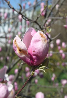 bahar sezonunda ağaçta açan Magnolia çiçek yakın  