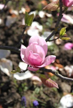 bahar sezonunda ağaçta açan Magnolia çiçek yakın  