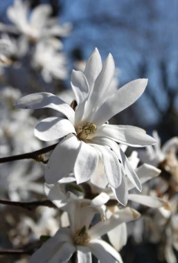 bahar sezonunda ağaçta açan Magnolia çiçek yakın  