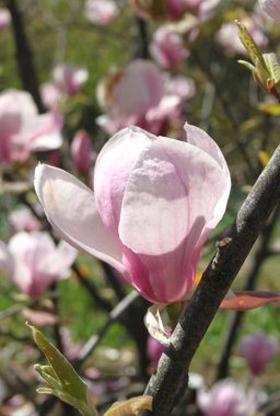 bahar sezonunda ağaçta açan Magnolia çiçek yakın  