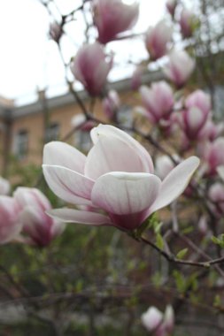 bahar sezonunda ağaçta açan Magnolia çiçek yakın  