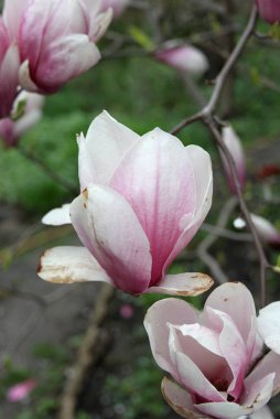 bahar sezonunda ağaçta açan Magnolia çiçek yakın  