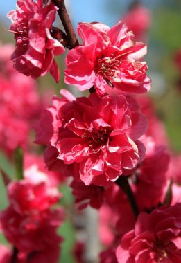 bahar mevsiminde ağaçta açan çiçeklerin yakın  