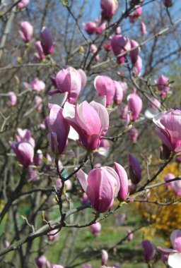 bahar sezonunda ağaçta açan Magnolia çiçek yakın  