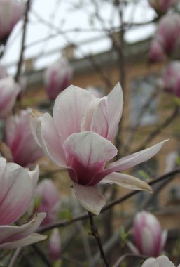 bahar sezonunda ağaçta açan Magnolia çiçek yakın  