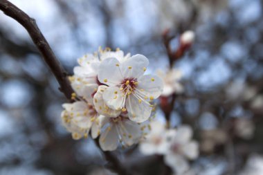 bahar mevsiminde ağaçta açan çiçeklerin yakın  