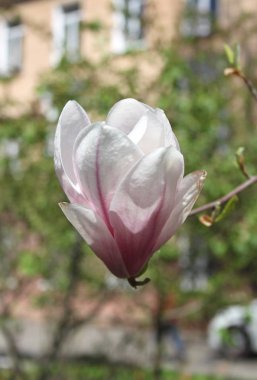 bahar sezonunda ağaçta açan Magnolia çiçek yakın  