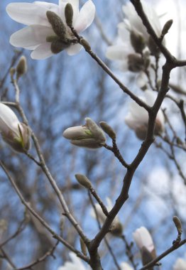 bahar sezonunda ağaçta açan Magnolia çiçek yakın  