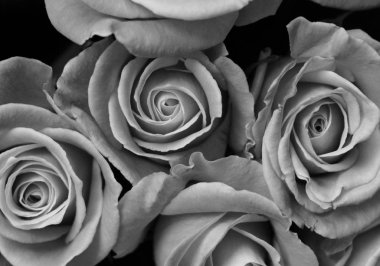 gül çiçekleri buket kapalı tek renkli fotoğraf 