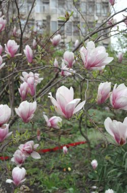 bahar sezonunda ağaçta açan Magnolia çiçek yakın  