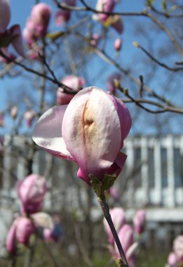 bahar sezonunda ağaçta açan Magnolia çiçek yakın  