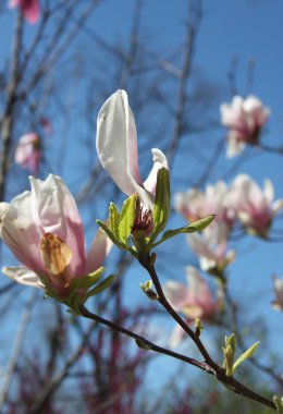 bahar sezonunda ağaçta açan Magnolia çiçek yakın  