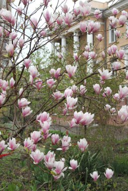 bahar sezonunda ağaçta açan Magnolia çiçek yakın  