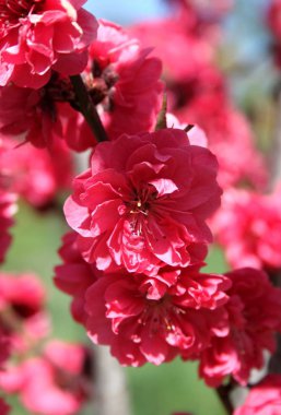 bahar mevsiminde ağaçta açan çiçeklerin yakın  