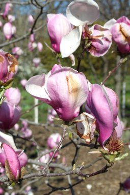 bahar sezonunda ağaçta açan Magnolia çiçek yakın  