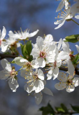 bahar mevsiminde ağaçta açan çiçeklerin yakın  