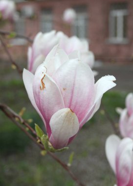 bahar sezonunda ağaçta açan Magnolia çiçek yakın  