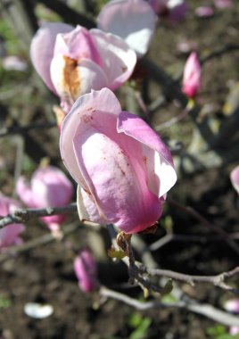 bahar sezonunda ağaçta açan Magnolia çiçek yakın  