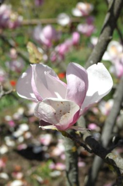 bahar sezonunda ağaçta açan Magnolia çiçek yakın  
