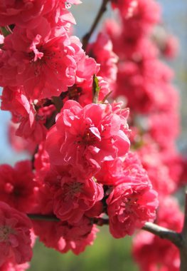 bahar mevsiminde ağaçta açan çiçeklerin yakın  