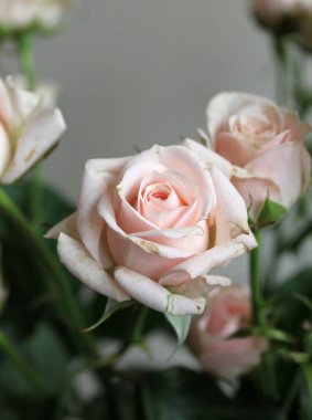 gül çiçekleri buket kapalı yakın 