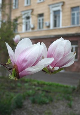 bahar sezonunda ağaçta açan Magnolia çiçek yakın  