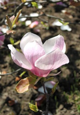 bahar sezonunda ağaçta açan Magnolia çiçek yakın  