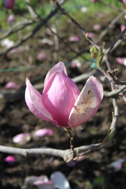 bahar sezonunda ağaçta açan Magnolia çiçek yakın  