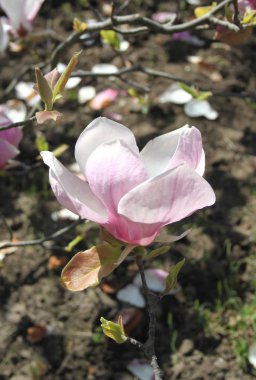 bahar sezonunda ağaçta açan Magnolia çiçek yakın  