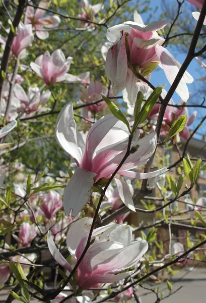 Primer Plano Las Flores Magnolia Floreciendo Árbol Temporada Primavera —  Fotos de Stock