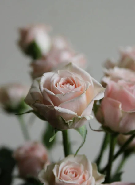 Крупним Планом Букет Троянд Приміщенні — стокове фото