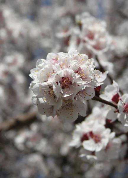 Bahar Mevsiminde Ağaçta Açan Çiçeklerin Yakın — Stok fotoğraf