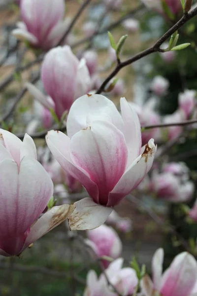 Primer Plano Las Flores Magnolia Floreciendo Árbol Temporada Primavera —  Fotos de Stock