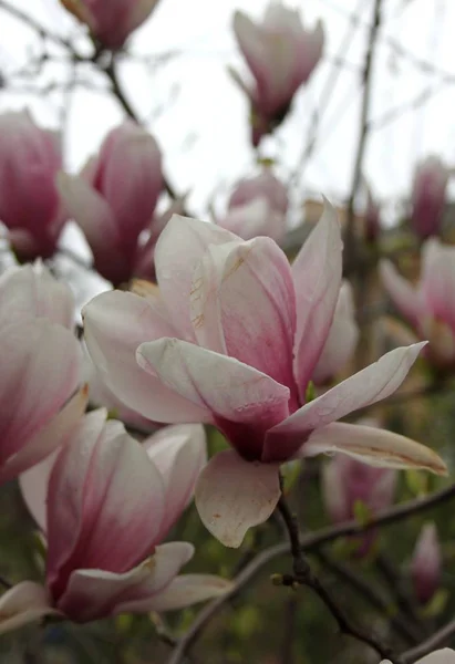 Zbliżenie Kwiatów Magnolii Kwitnących Drzewie Sezonie Wiosennym — Zdjęcie stockowe