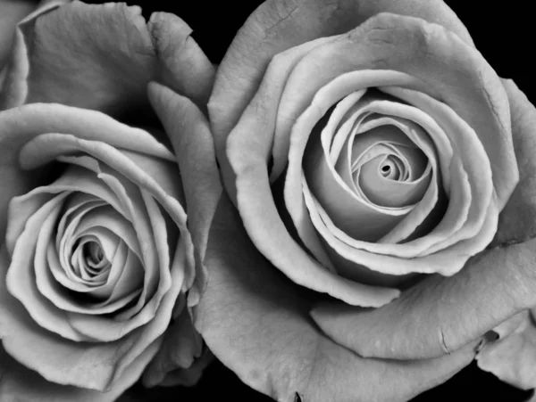 gül çiçekleri buket kapalı tek renkli fotoğraf 