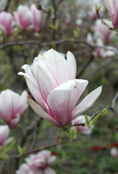 Primer Plano Las Flores Magnolia Floreciendo Árbol Temporada Primavera —  Fotos de Stock