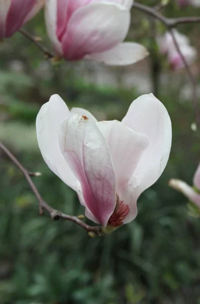 Close Van Magnolia Bloemen Bloeien Boom Tijdens Het Voorjaarsseizoen — Stockfoto