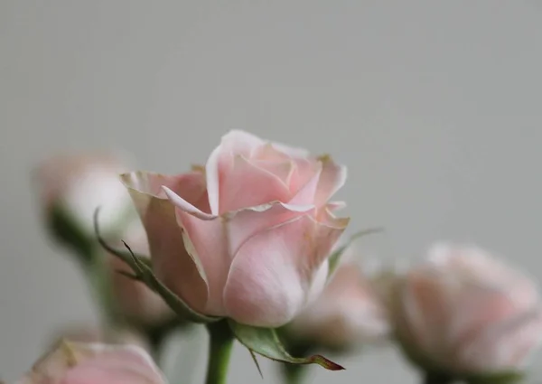 Nahaufnahme Von Rosenblüten Bouquet Drinnen — Stockfoto