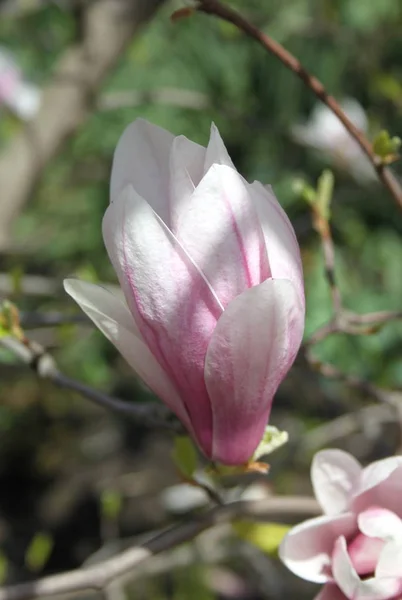 Close Flores Magnolia Florescendo Árvore Estação Primavera — Fotografia de Stock