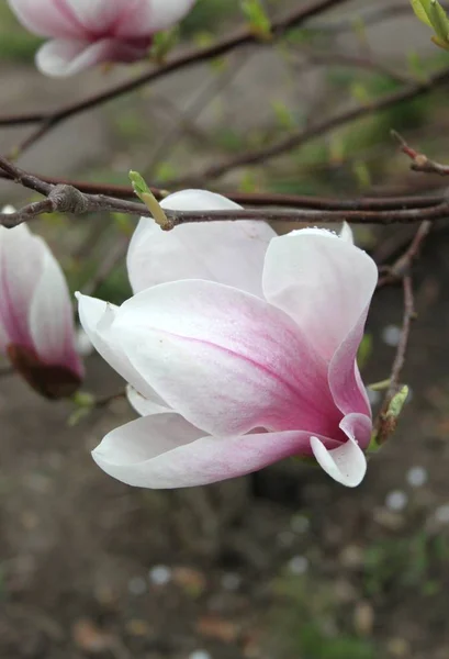 Közelről Magnolia Virágok Virágzó Tavaszi Szezonban — Stock Fotó