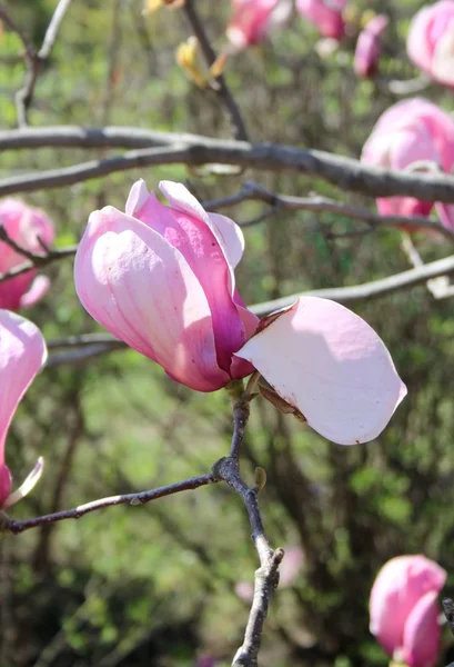 Primer Plano Las Flores Magnolia Floreciendo Árbol Temporada Primavera — Foto de Stock