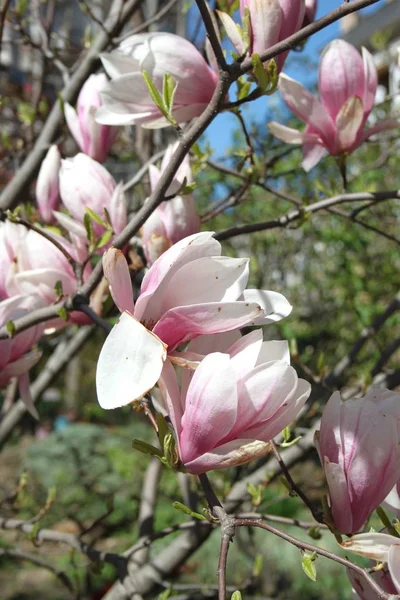 Close Flores Magnolia Florescendo Árvore Estação Primavera — Fotografia de Stock