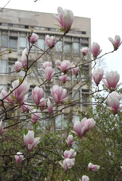 Close Flores Magnolia Florescendo Árvore Estação Primavera — Fotografia de Stock