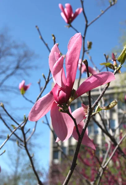 Primer Plano Las Flores Magnolia Floreciendo Árbol Temporada Primavera —  Fotos de Stock