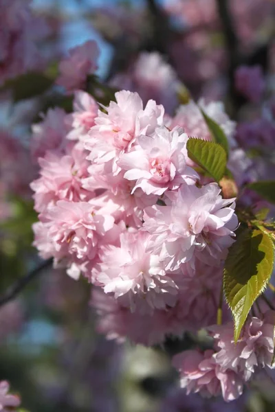 Gros Plan Des Fleurs Qui Fleurissent Arbre Printemps — Photo