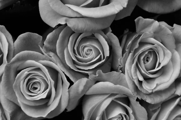 Zwart Wit Foto Van Rose Bloemen Boeket Indoor — Stockfoto