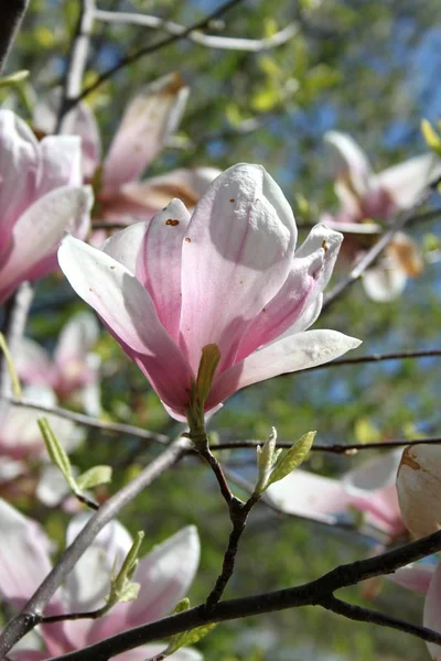 Крупним Планом Квіти Магнолії Квітучі Дереві Весняний Сезон — стокове фото
